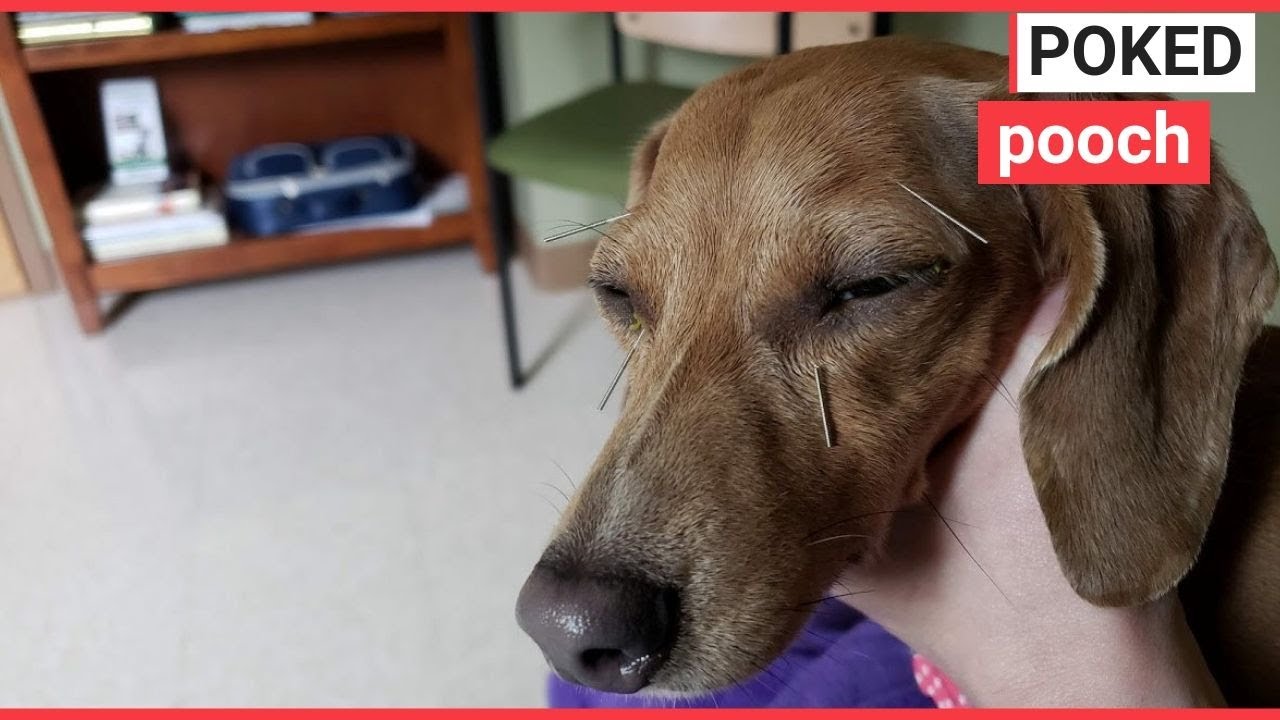 Pampered pooch who has ACUPUNCTURE | SWNS TV
