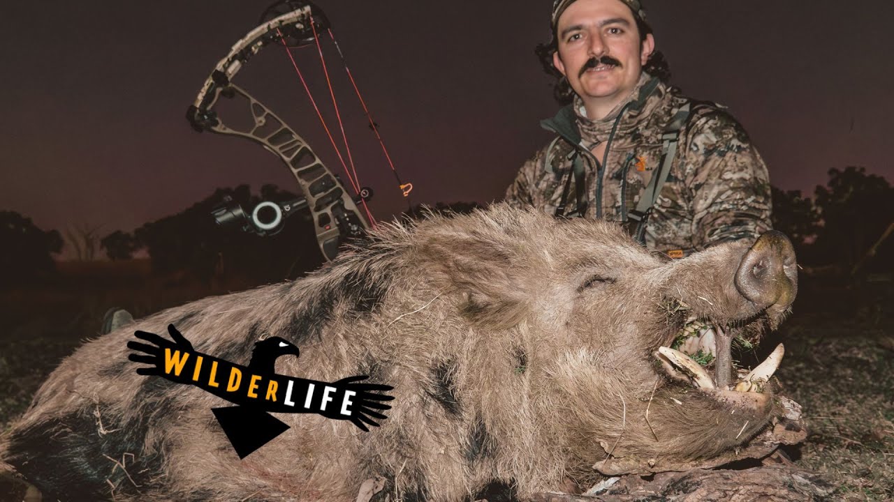 HOYT Z1S - LONG TERM HUNTING REVIEW - hunting footage
