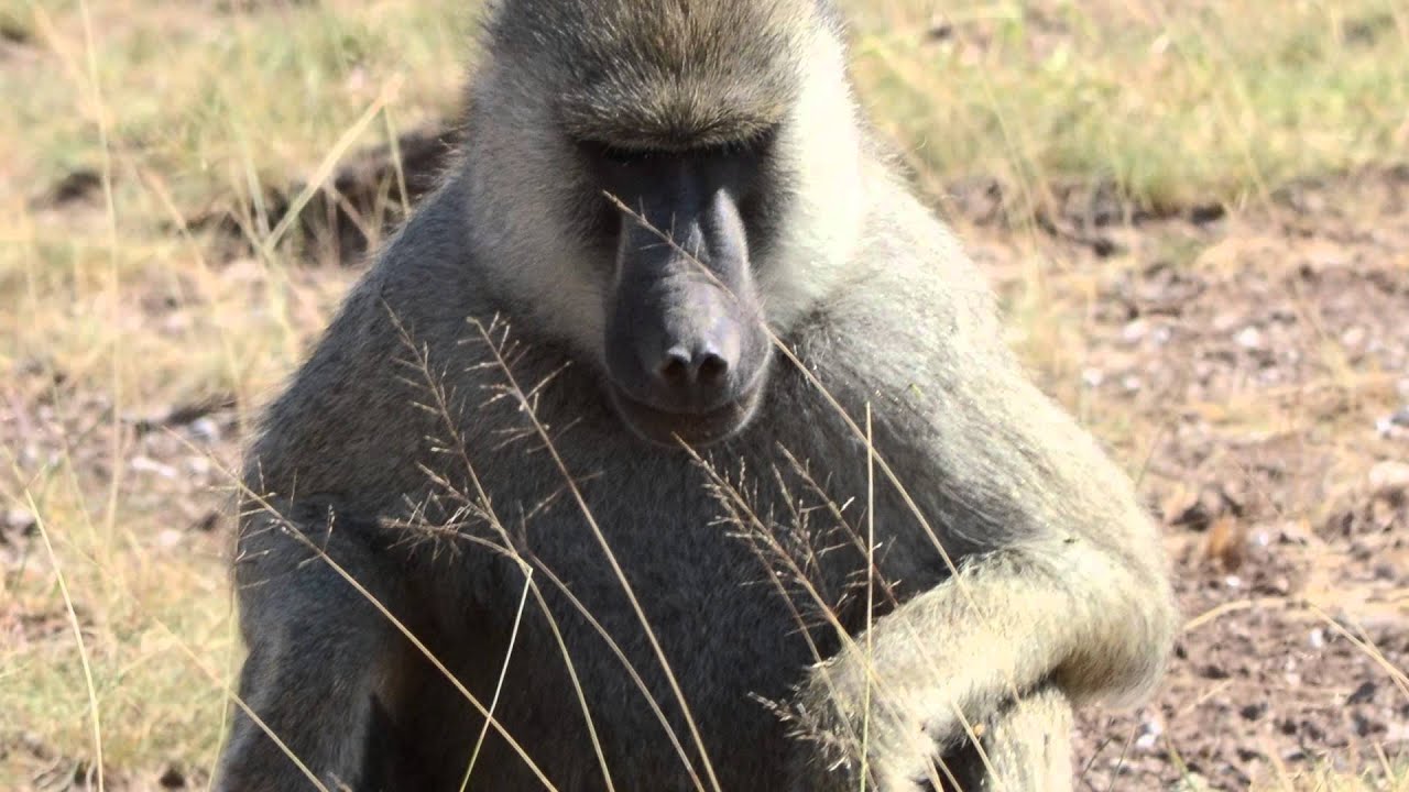 Baboon evolution in Africa