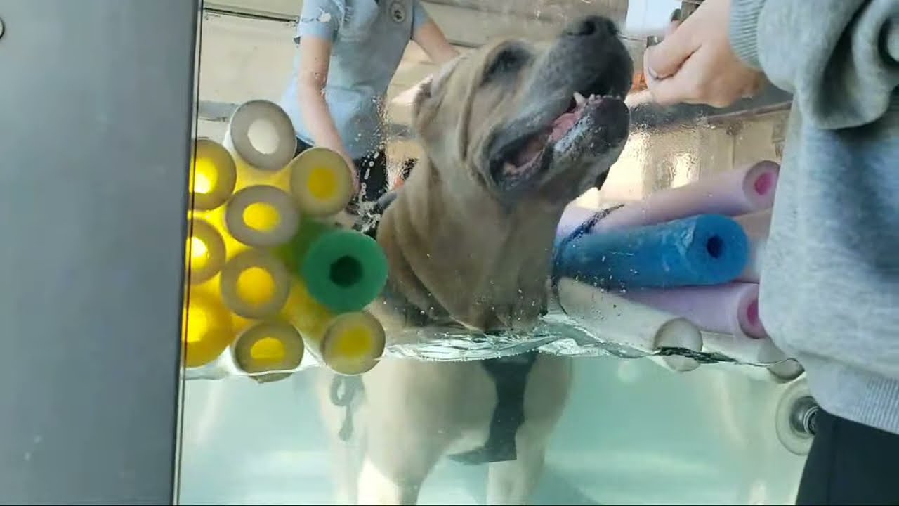 hydrotherapy for my dog with FCE