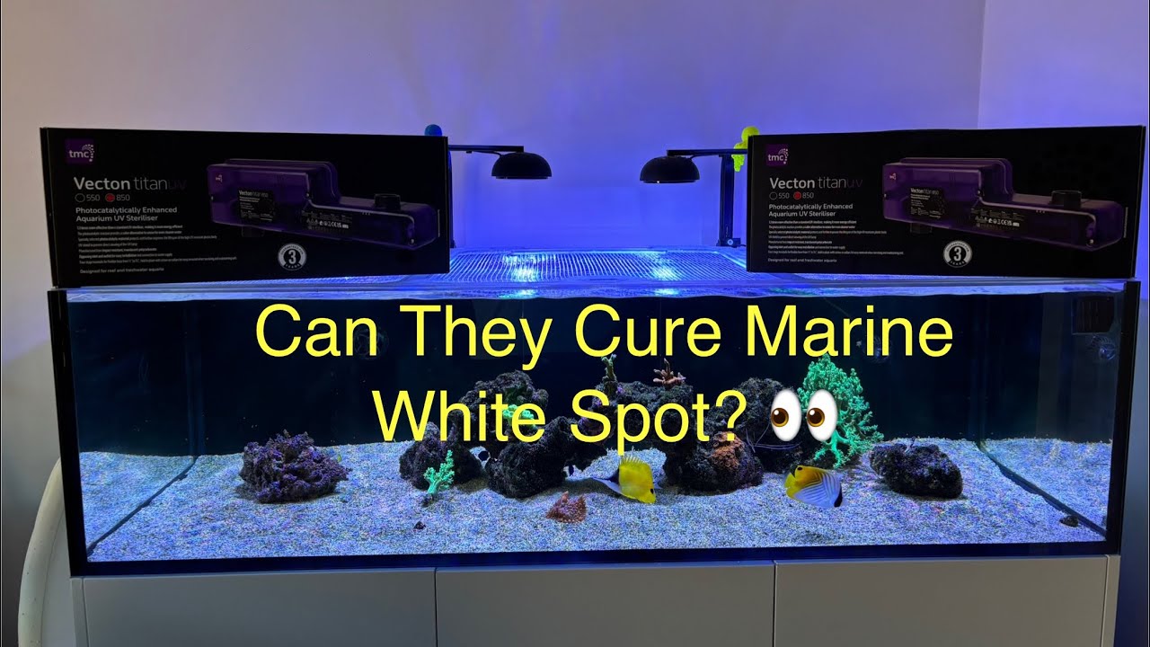 Tmc Titan 850 (Vecton) Uv Steriliser Review-Can They Keep Marine Ich At Bay?