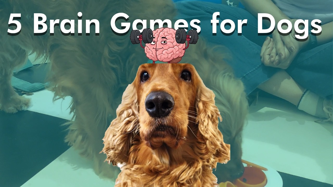 Mental Stimulation for Dogs at Home - 5 Brain Games for dogs, recommended by Dog Behaviourist