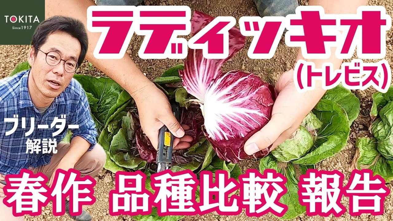 【ガチ】ラディッキオ(トレビス) 春作の品種比較！特性と収穫後の姿【イタリア野菜】