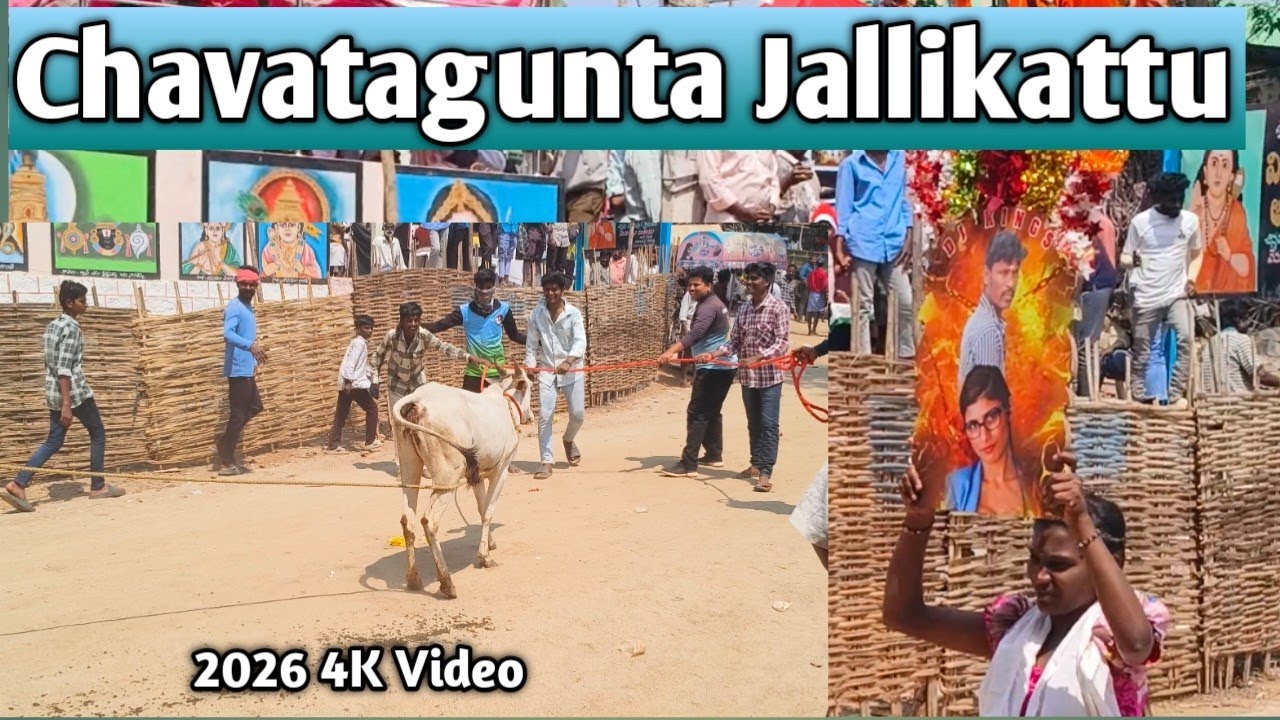 Chavatagunta Jallikattu 15-02-2026 Full Video 4K || Front & Back Videos