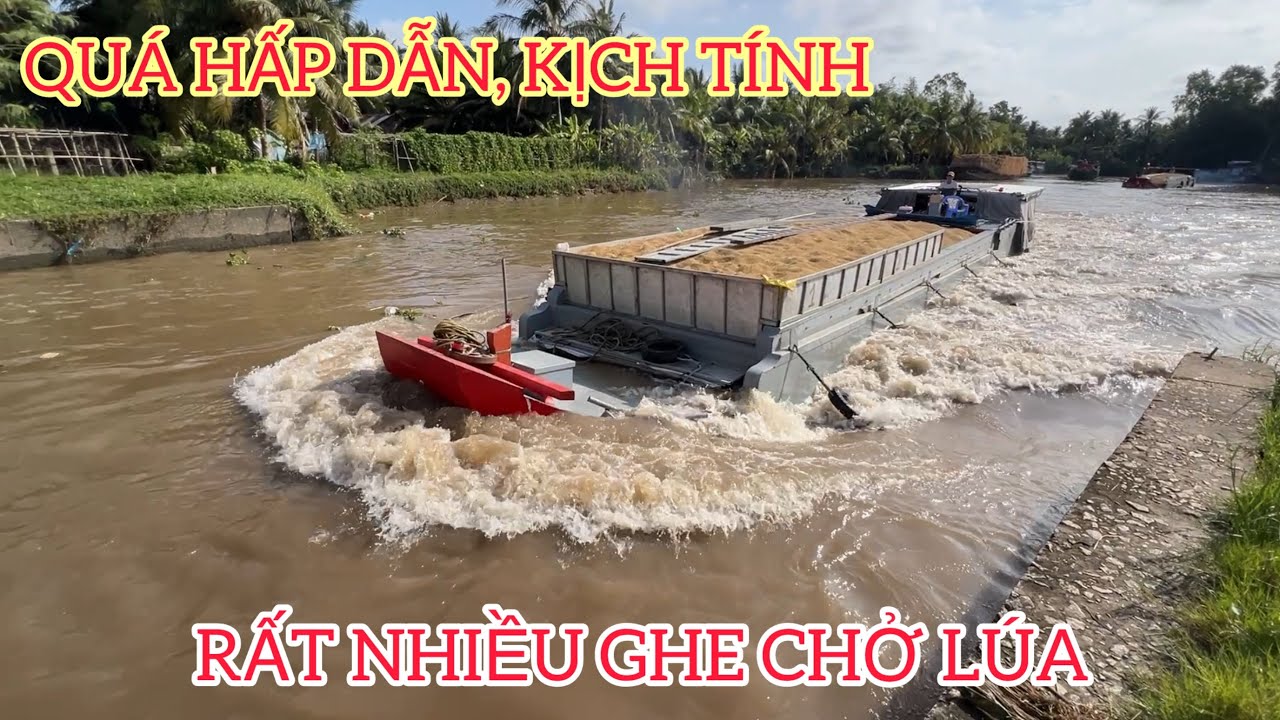 Rất nhiều ghe chở lúa qua cống, trông rất hồi hộp, hấp dẫn, kịch tính.