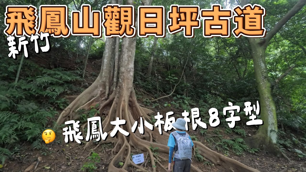 飛鳳山觀日坪古道 - 探訪飛鳳大板根遠眺新竹美景 8字型路線
