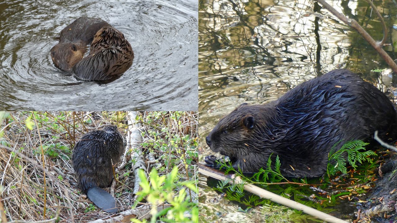 ASMR Relaxing Nature Sounds With Cute Beaver Family