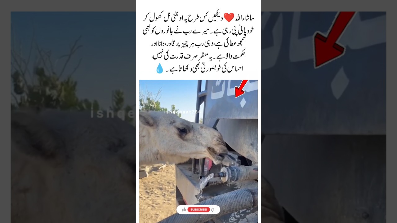 The Wisdom of My Creator #Camel #AnimalWisdom #NatureLove #PowerOfGod #USA #UK #USAnews #UKnews