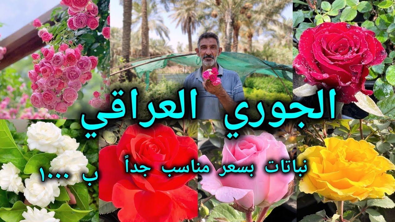 الجوري العراقي وعشرات النباتات انتاج محلي وتباع بأنسب الأسعار في مشتل زهرة المواسم العراق 🇮🇶 بغداد