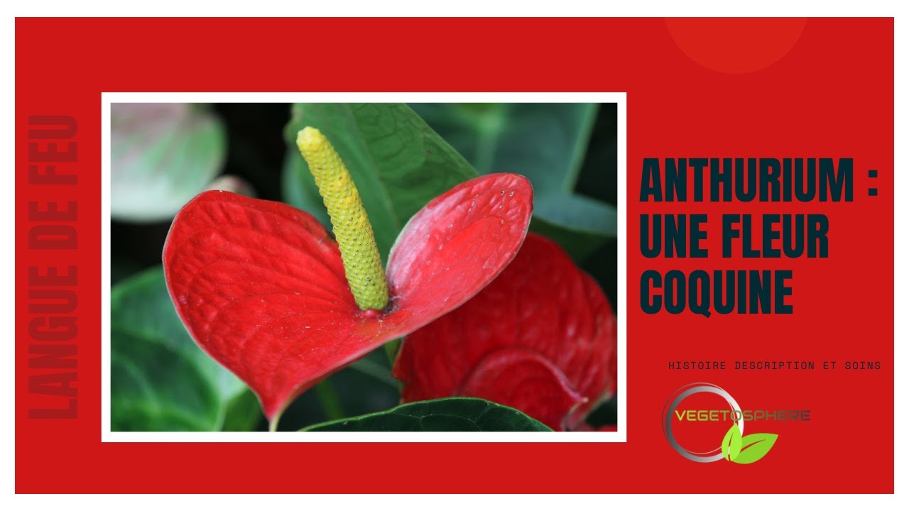 Anthurium, une plante à la floraison coquine. #anthurium #plantes #vegetosphere #patrickmakowka
