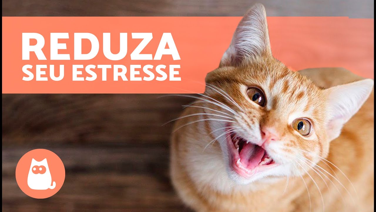 Como RELAXAR um GATO ESTRESSADO 🐱 Reduza o Estresse em Gatos!
