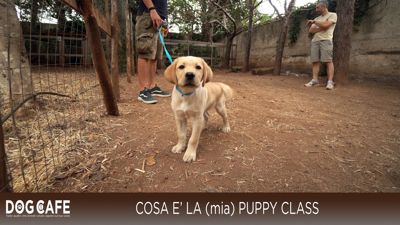 Cosa &egrave; la (mia) PUPPY CLASS