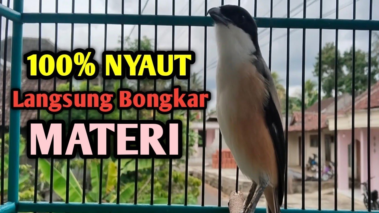 PANCINGAN CENDET GACOR FULL MATERI. Sekali putar cendet manapun langsung Bongkar isian. 