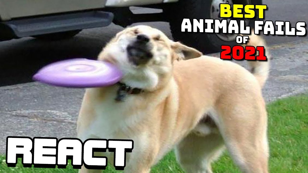 React: Best Animal Fails of 2021 | Funny Animal Videos | Funniest Animals 2021
