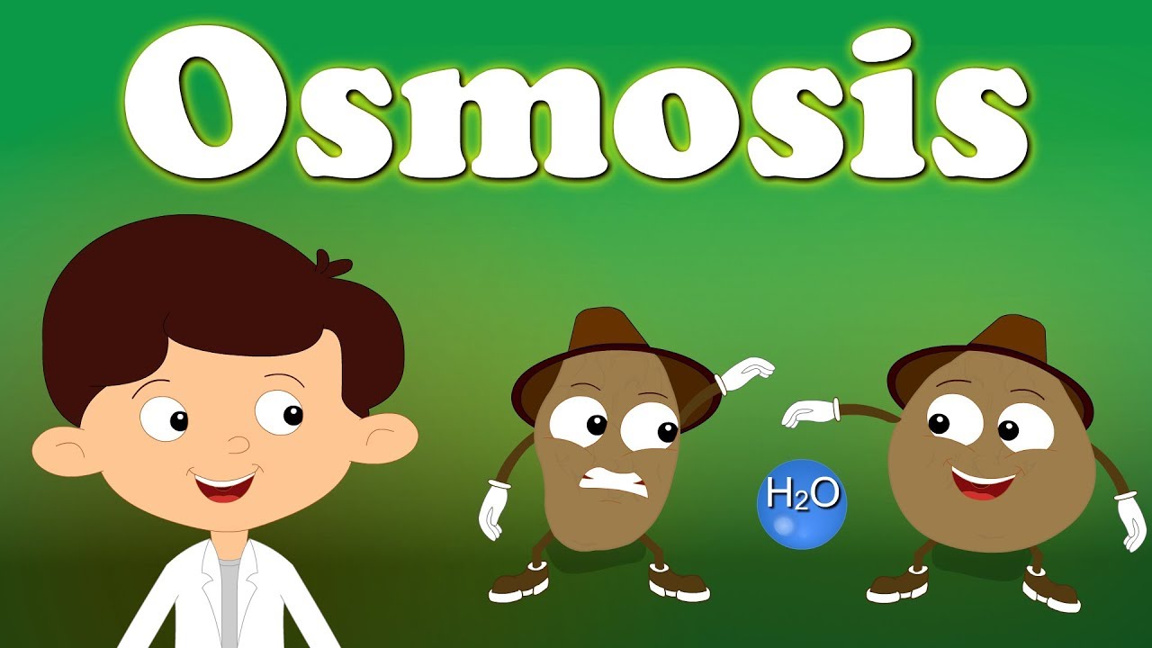 Osmosis | #aumsum #kids #science #education #children