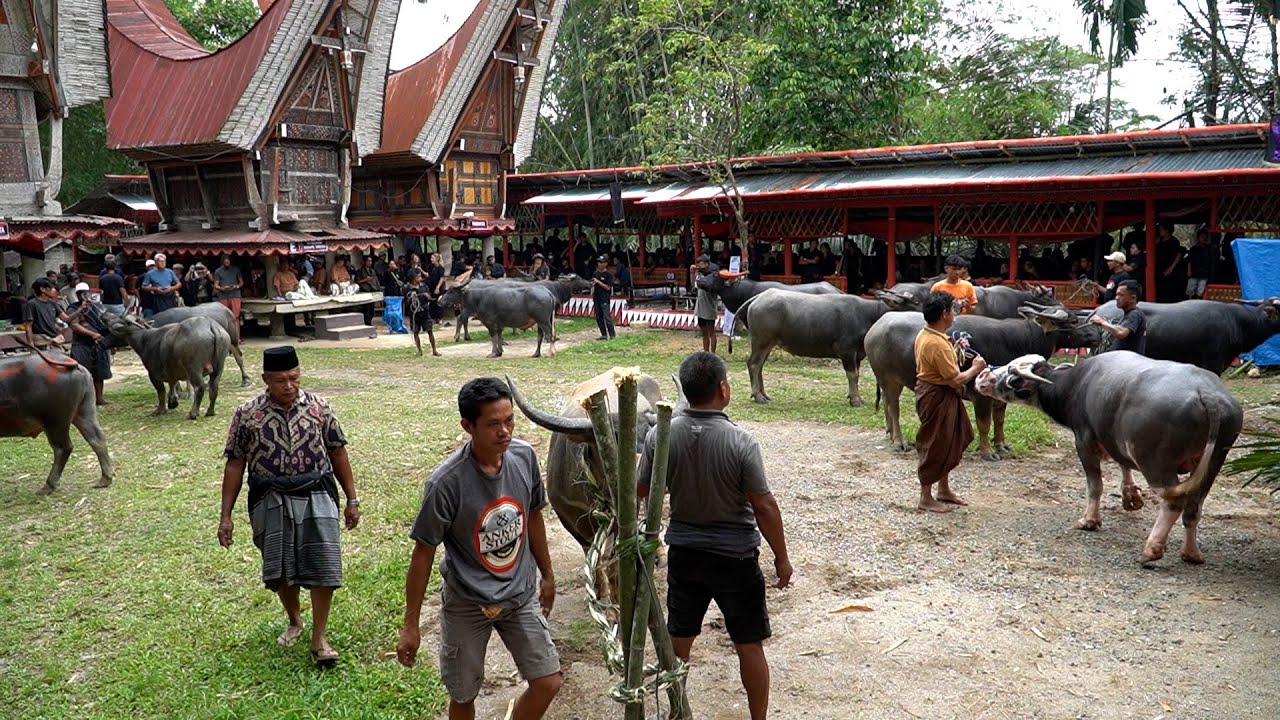 Pemakaman Almh  MARIA LIMBONG ALLO Di Tongkonan To'pasa', Tambunan Part 1