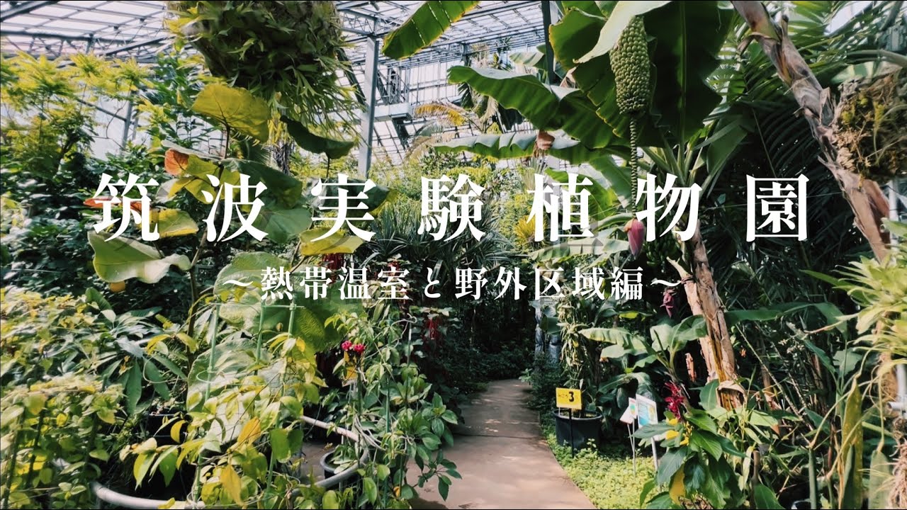 関東イチオシの植物園を訪問【後編】熱帯雨林の雰囲気に酔いしれる！