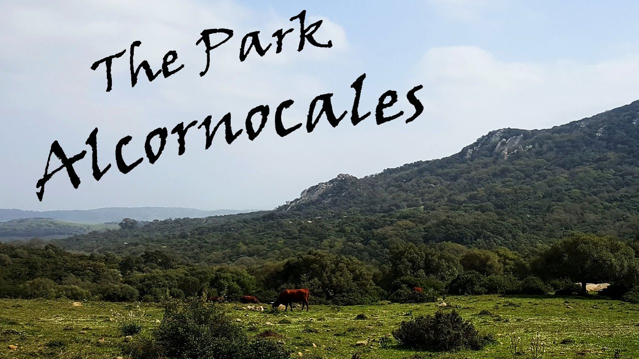 The Park Alcornocales (Part 1)//Парк Алькорнокалес (часть1)//Spain, Andalucia//Испания, Андалусия