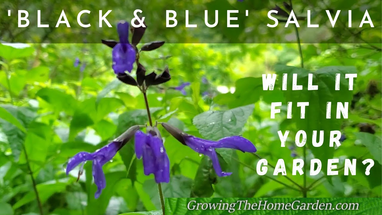 How to Grow 'Black and Blue' Salvia (Salvia guarunitica) in the Home Garden