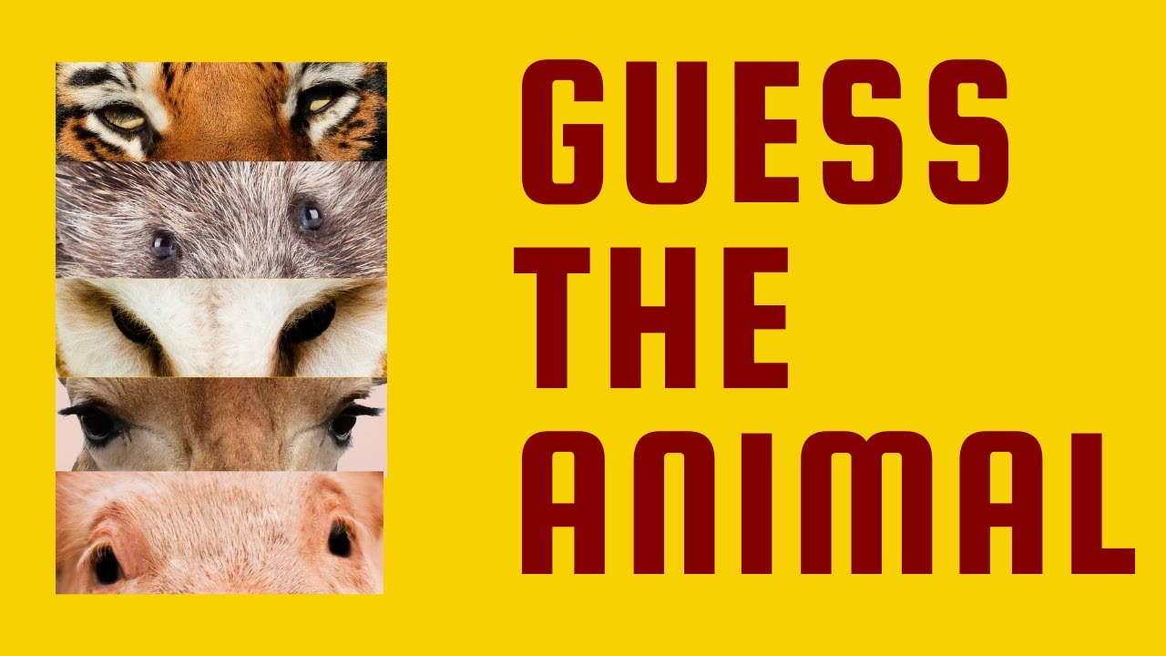 Guess The Zoomed In Image | Guess The Zoomed In Animal By its EYES