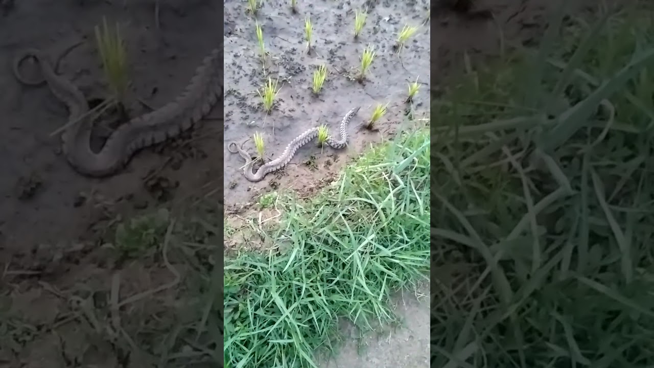 Oray orayan luar leor mapay sawah 🐍 #fyp #viral