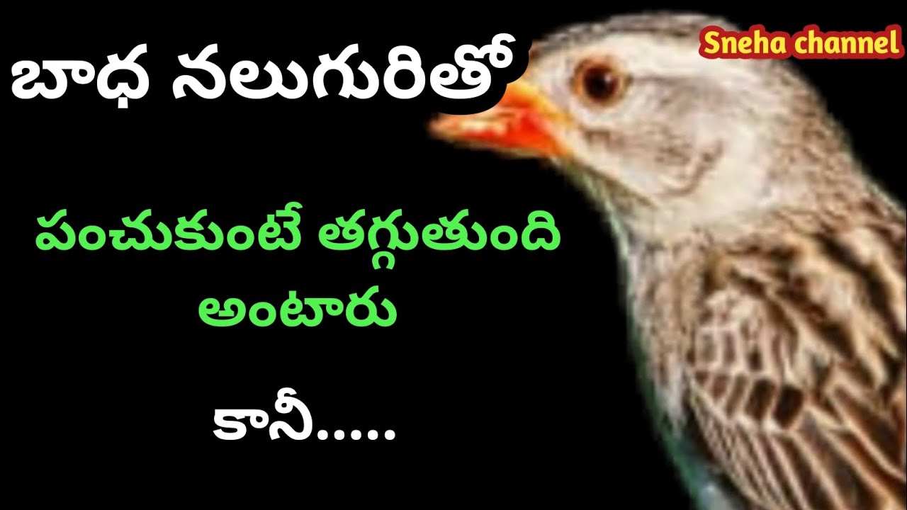 wonderful quotes#885#jivithasathyalu |Million dalar quotes |‌|Sneha channel
