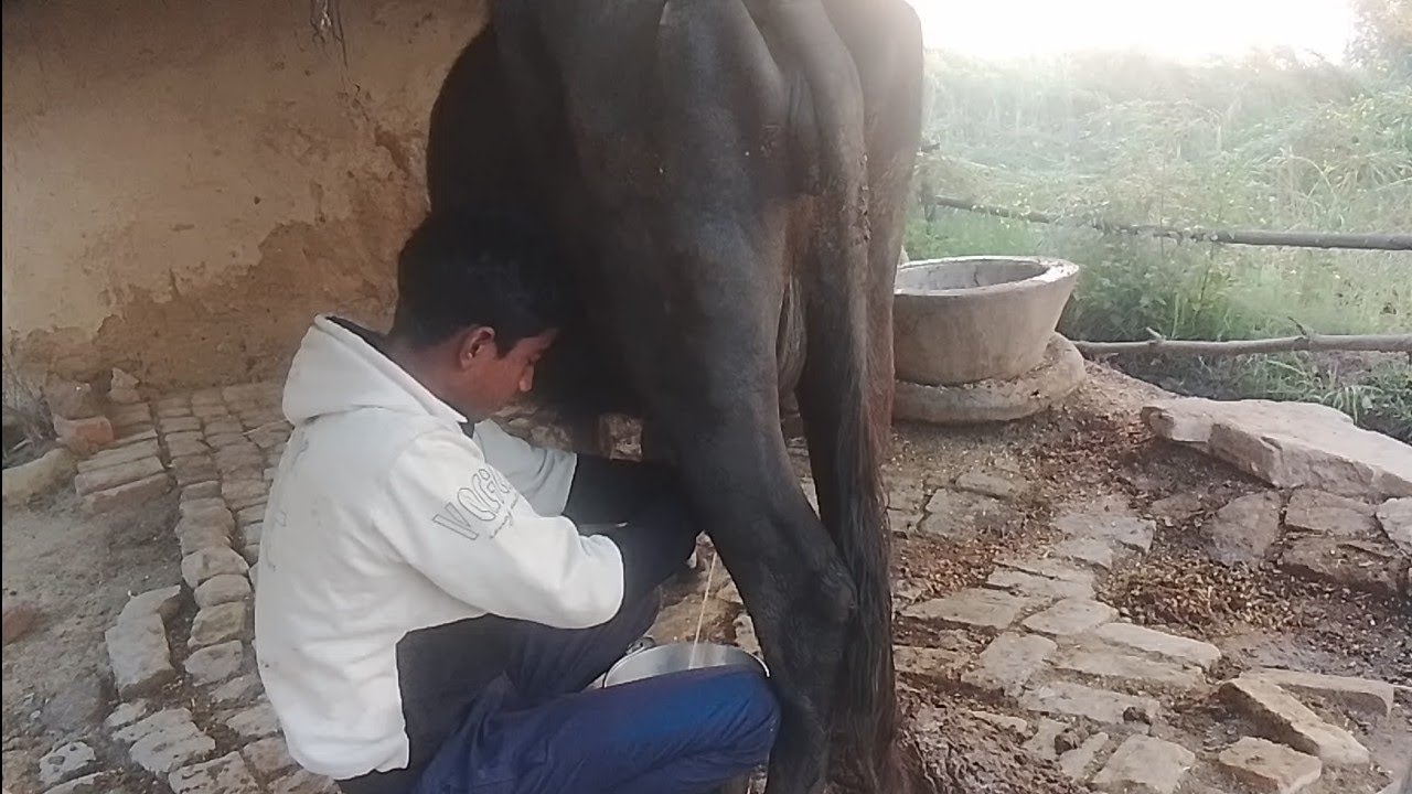 भैंस से दूध निकलता हुआकिसान//bhains ke dudh nikalta hua Kisan//भैंस के दूध कैसे निकाला जाता है