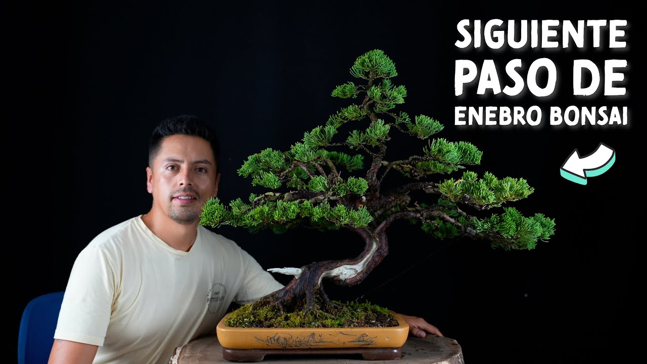 Siguiente paso de Enebro Bonsái (Juniperus Styling)