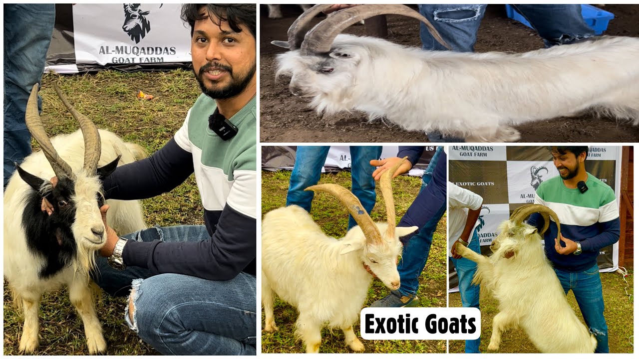 Xing & Angora Goats (Andul & Khassi) by US Exotic & Al Muqaddas Goat Farm Pune