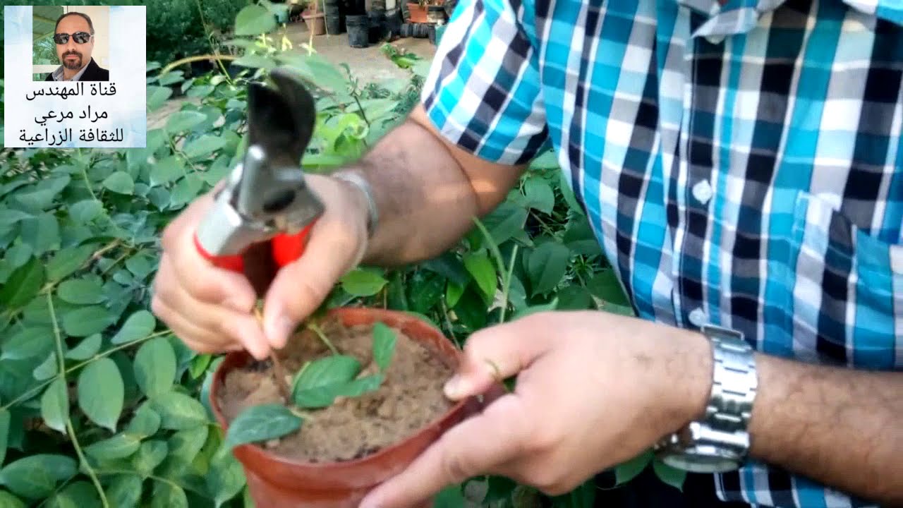 ياسمين الاحمر وطرق تكاثر وحصول على نبات مزهر جميل Red Jasmine  حلقة 102