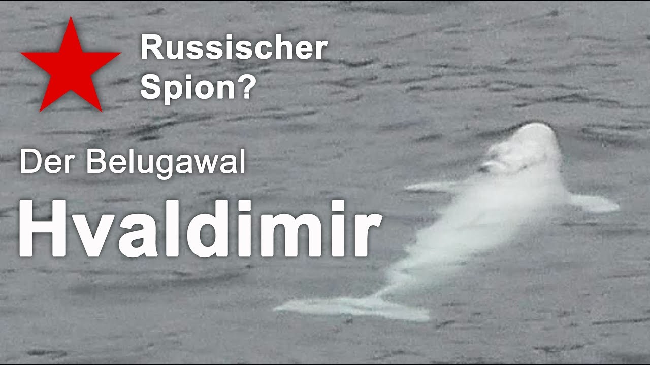 Russischer Spion? Der Belugawal 