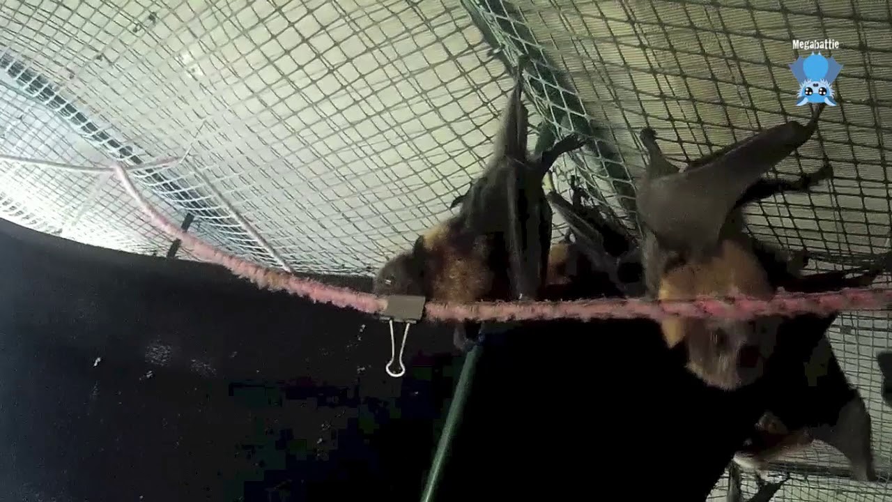 Juvenile flying-fox goes to minicreche:  this is Pebbles