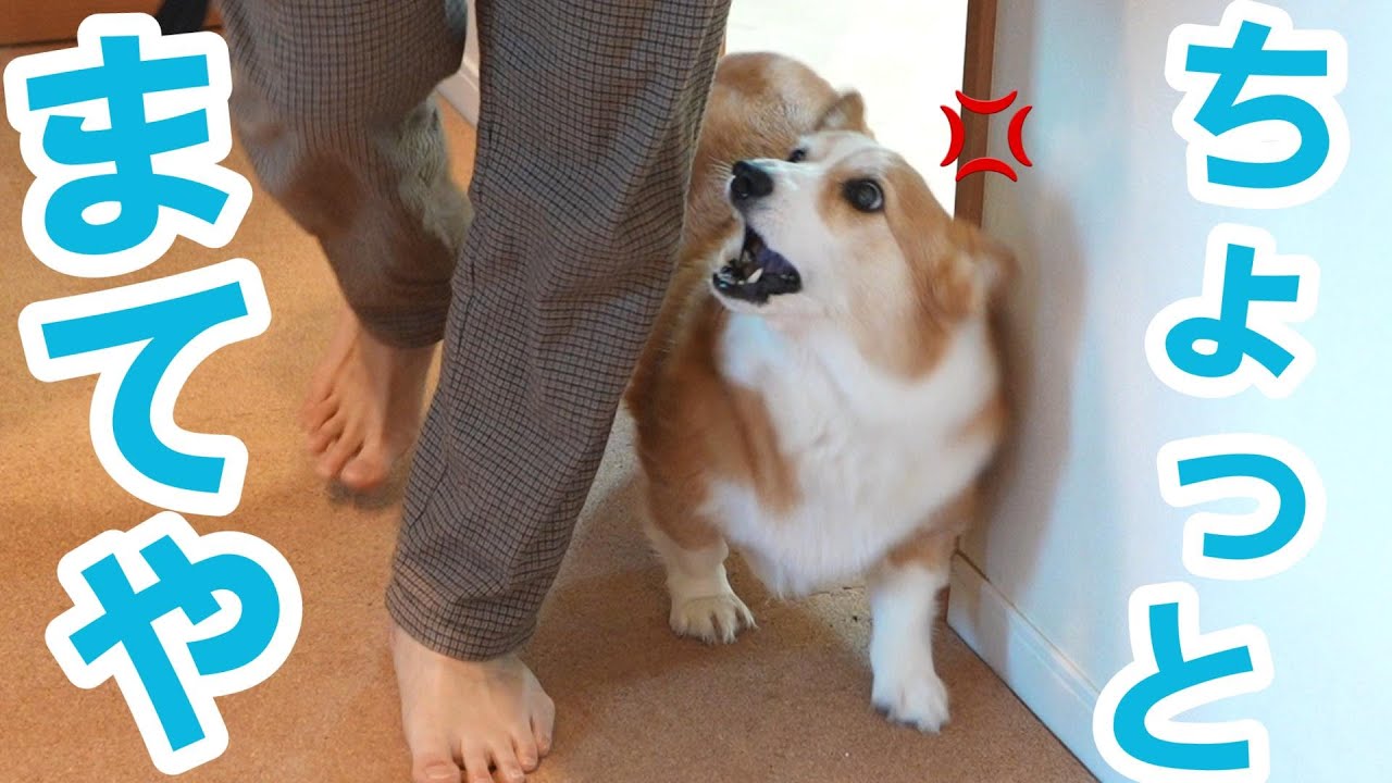 休みとみせかけて出張へ行く父にブチギレるコーギー犬