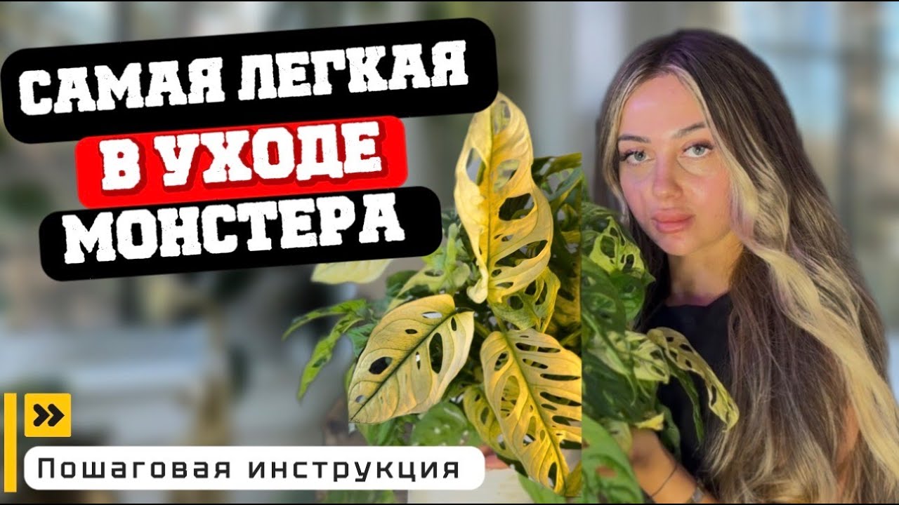 10 МИНУТ ПОЛЬЗЫ ПРО МОНСТЕРУ АДАНСОНИ АРХИПЕЛАГО