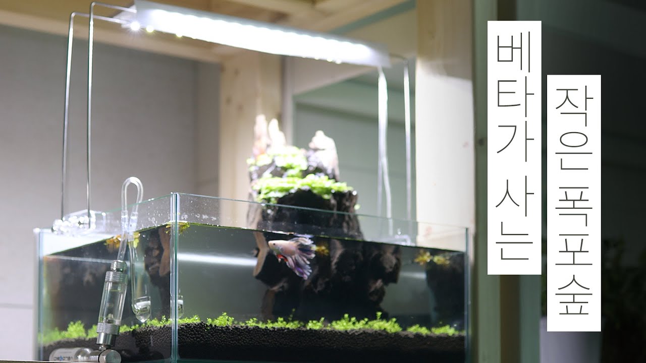 [SUB ENG] 베타가 사는 작은 폭포숲 | 팔루다리움 | 물멍 Betta Fish | Waterfall forest | Paludarium | MulMung