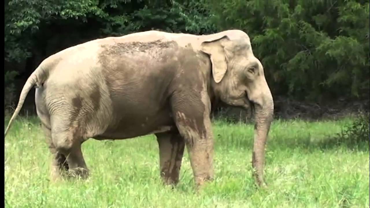 The Elephant Sanctuary | Shirley Celebrates 15 years in Sanctuary