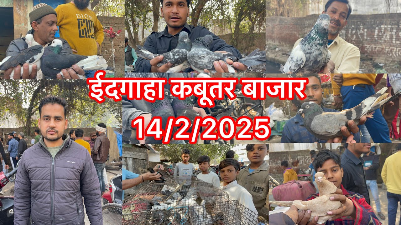ईदगाहा कबूतर बाजार मुरादाबाद Edgaha Kabootar bajar 14/2/2026 Delivery Kolkata Mumbai kashmir Jammu 
