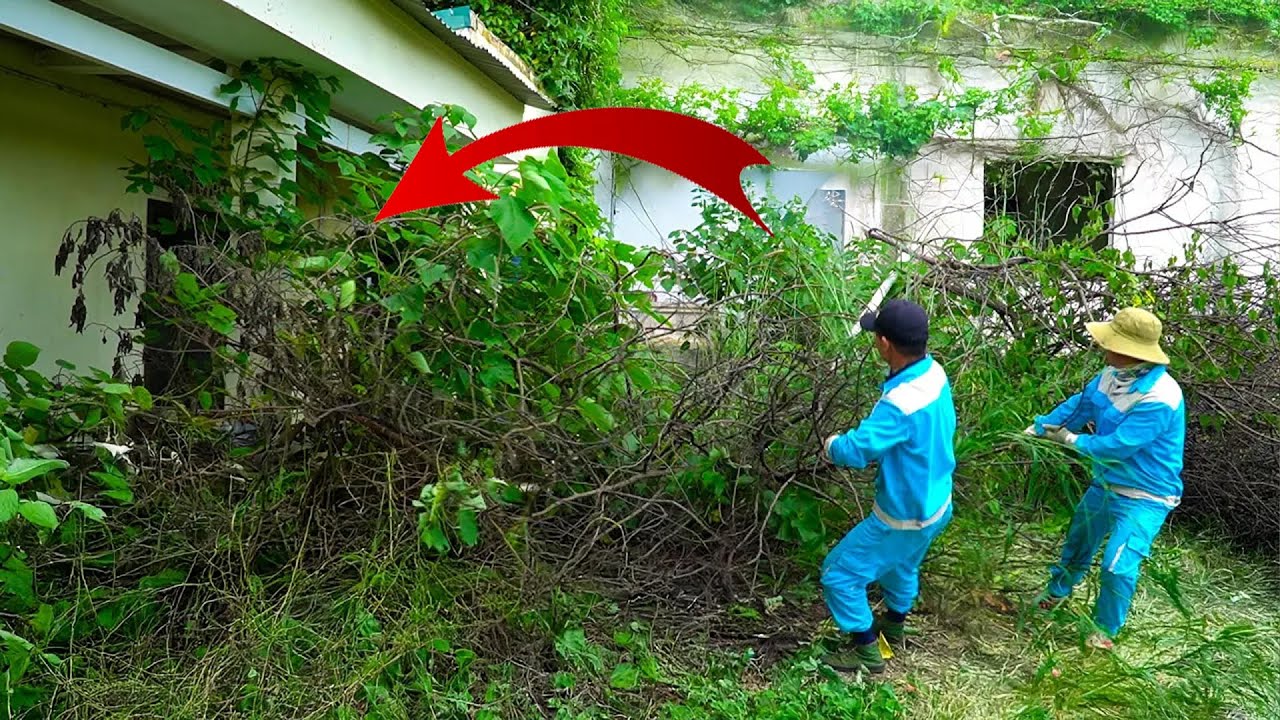 Unbelievable! Jungle Took Over This House – Watch the Shocking Cleanup Transformation! 😱🌿