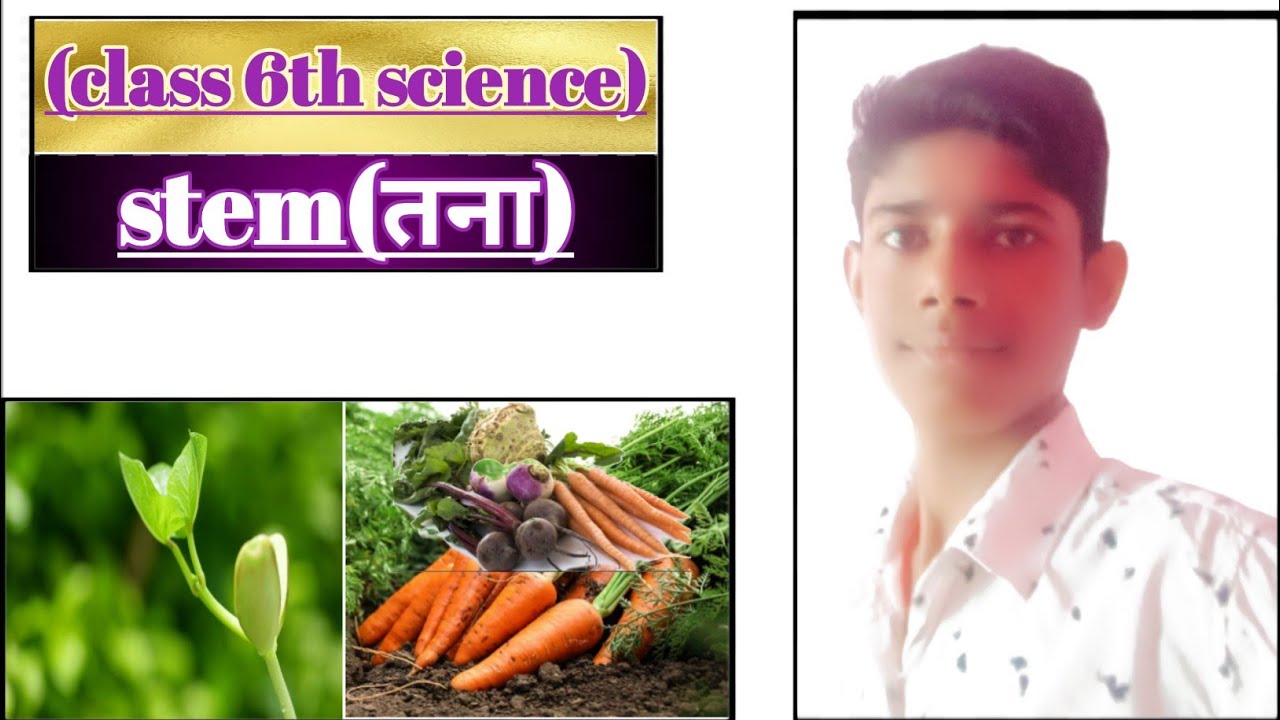 Stem - Chapter 7 - Getting To Know Plants - Science Class 6 - NCERT | learning lessons