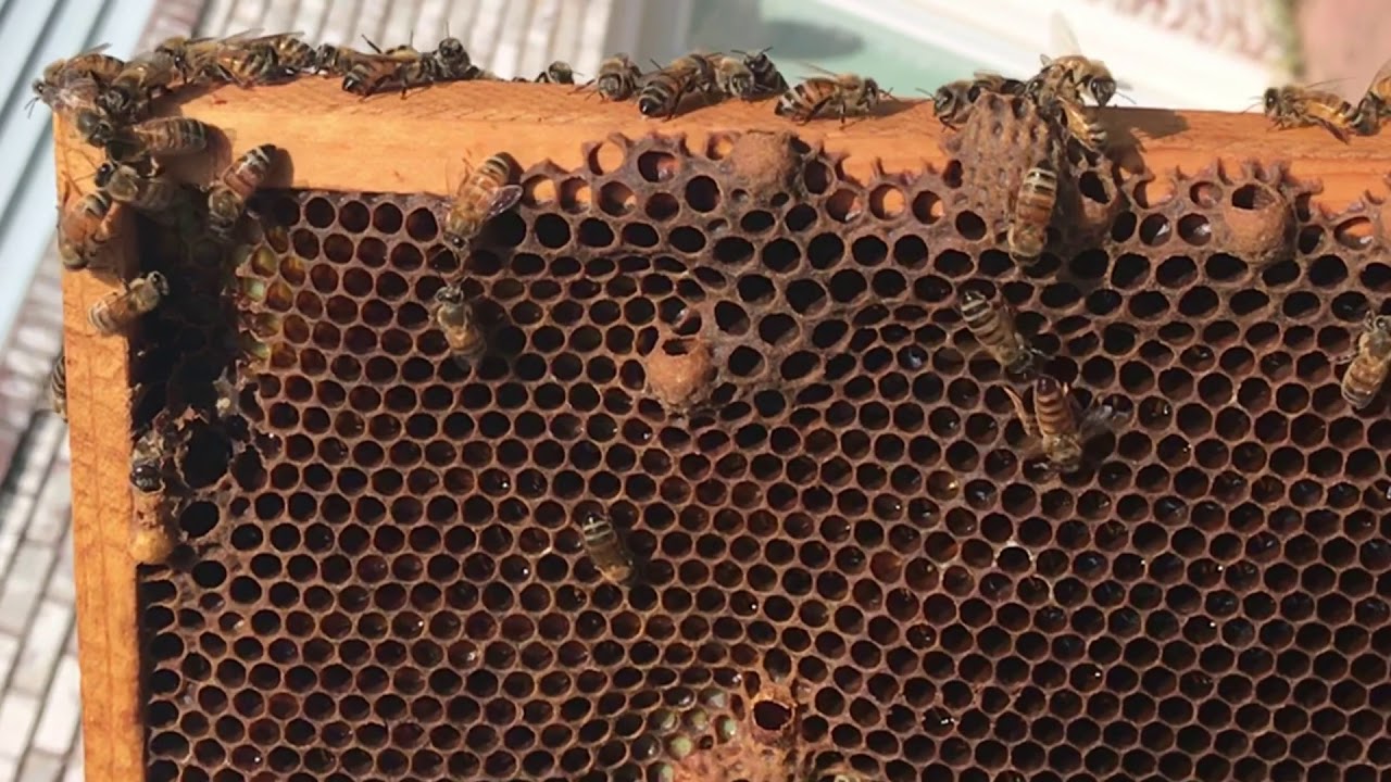 Queen honey bee hatching from a queen cell.