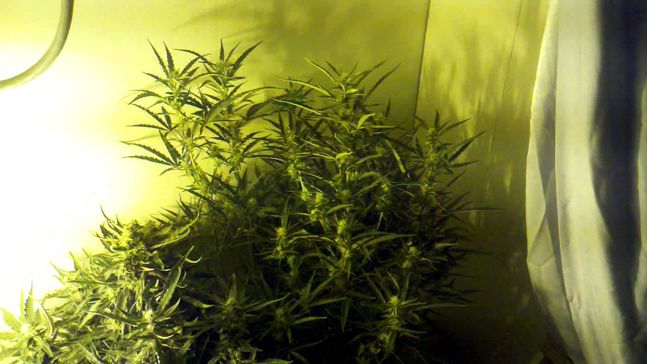 Pineapple express auto flower G13 Labs