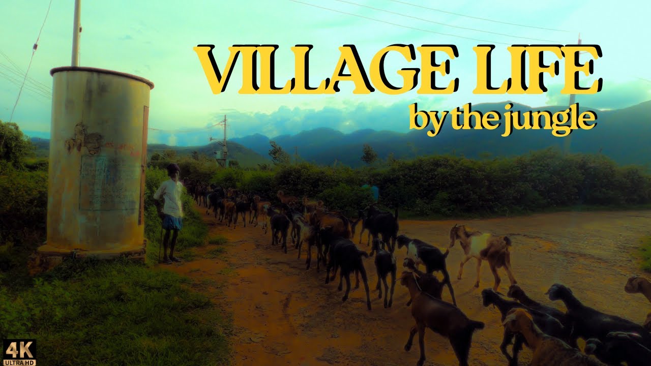 A community that thrives in harmony with nature - the Lingayats and the Soligas