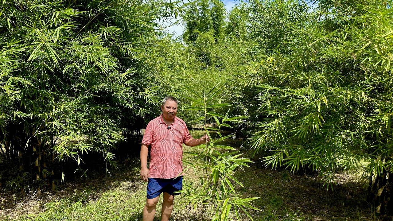 Farm Tour: Transformation Cogonal Land into a Breathtaking Bamboo Farm: A Journey to Sustainability