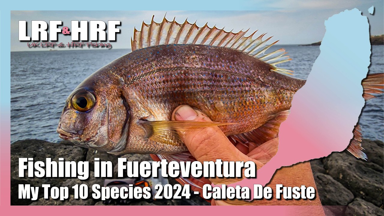 Fishing in Furteventura: My Top Ten Species in Caleta De Fuste - December 2024
