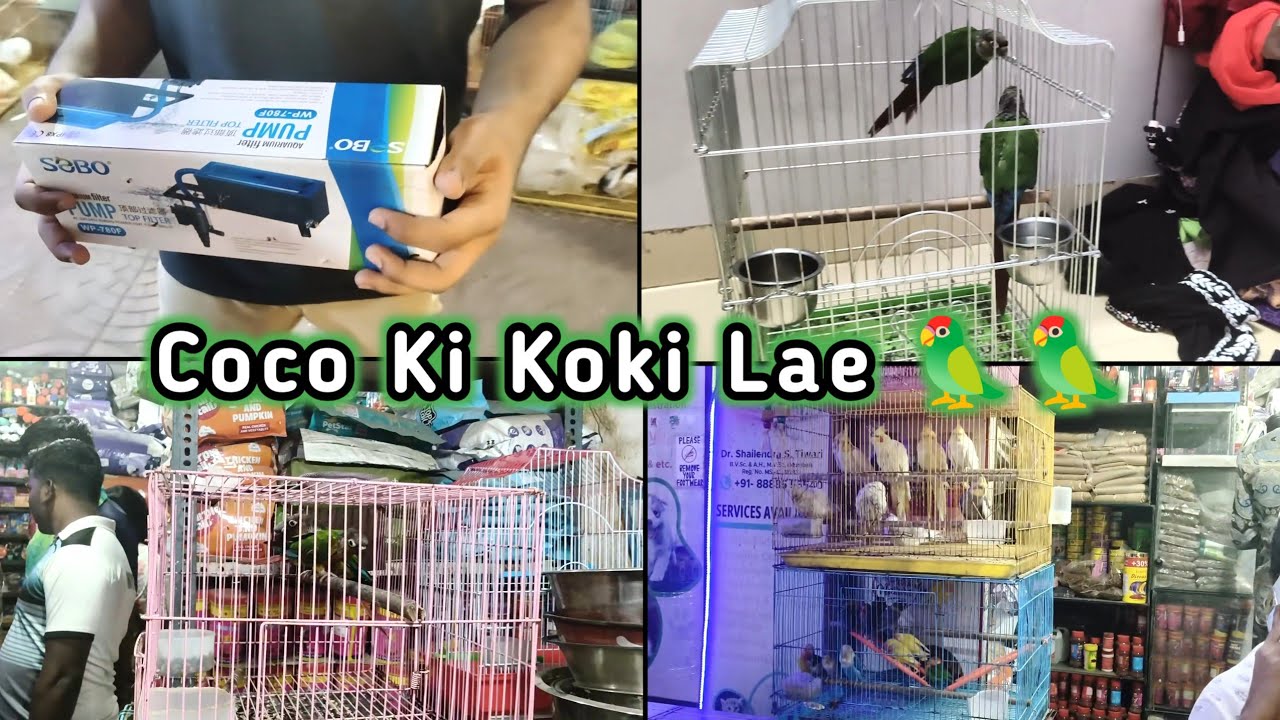 Coco Ki Koki Lae 🦜🦜