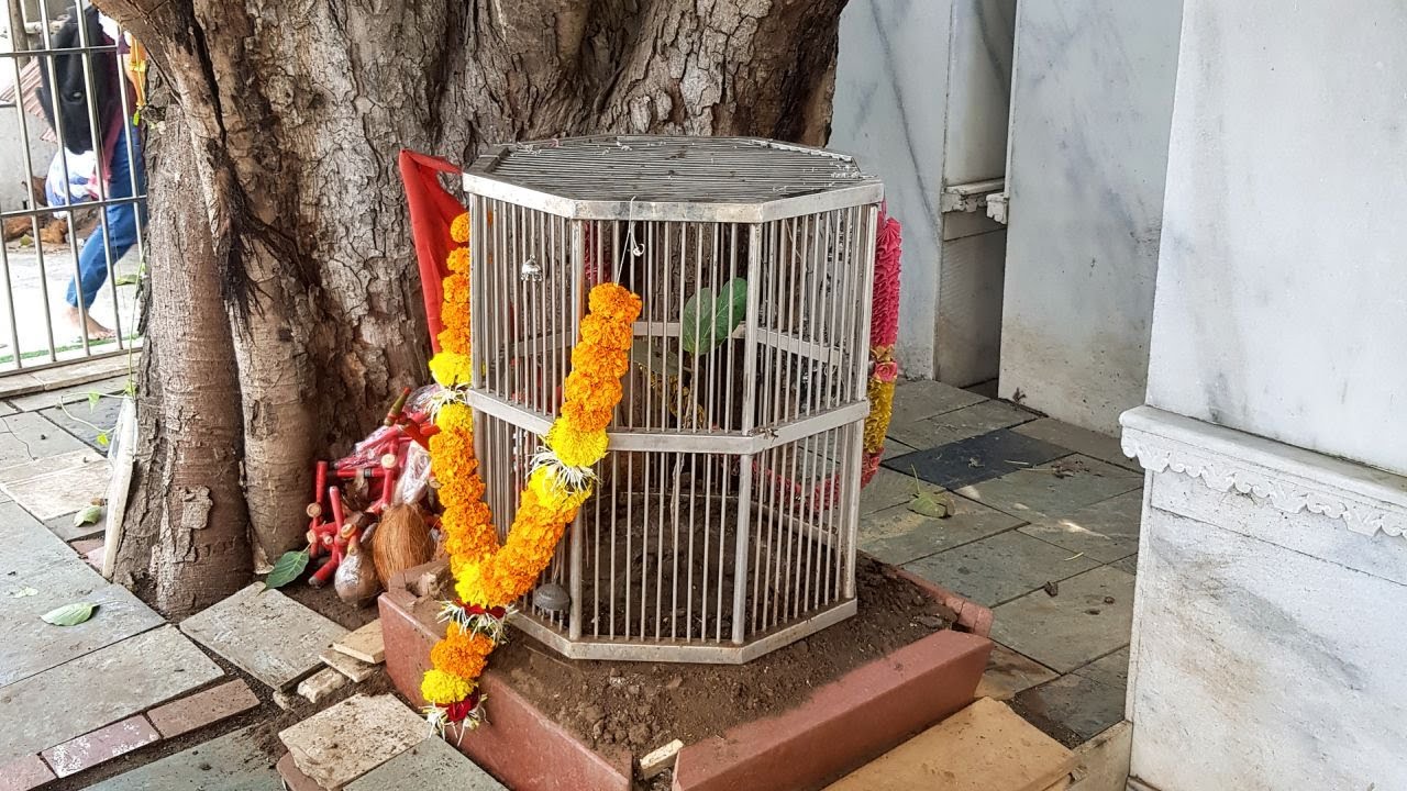 Teen Patti Mandir, Surat, India - View the three leaves.
