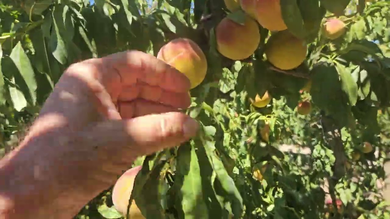 Pescheto intensivo settembrino al ventisettesimo anno di produzione in Sicilia! 