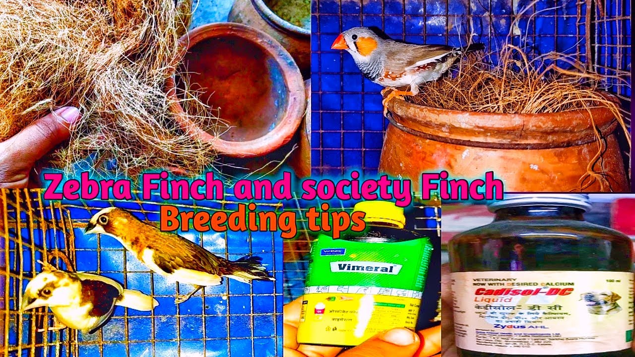 Zebra Finch and society Finch breeding tips | Zebra finches nesting material