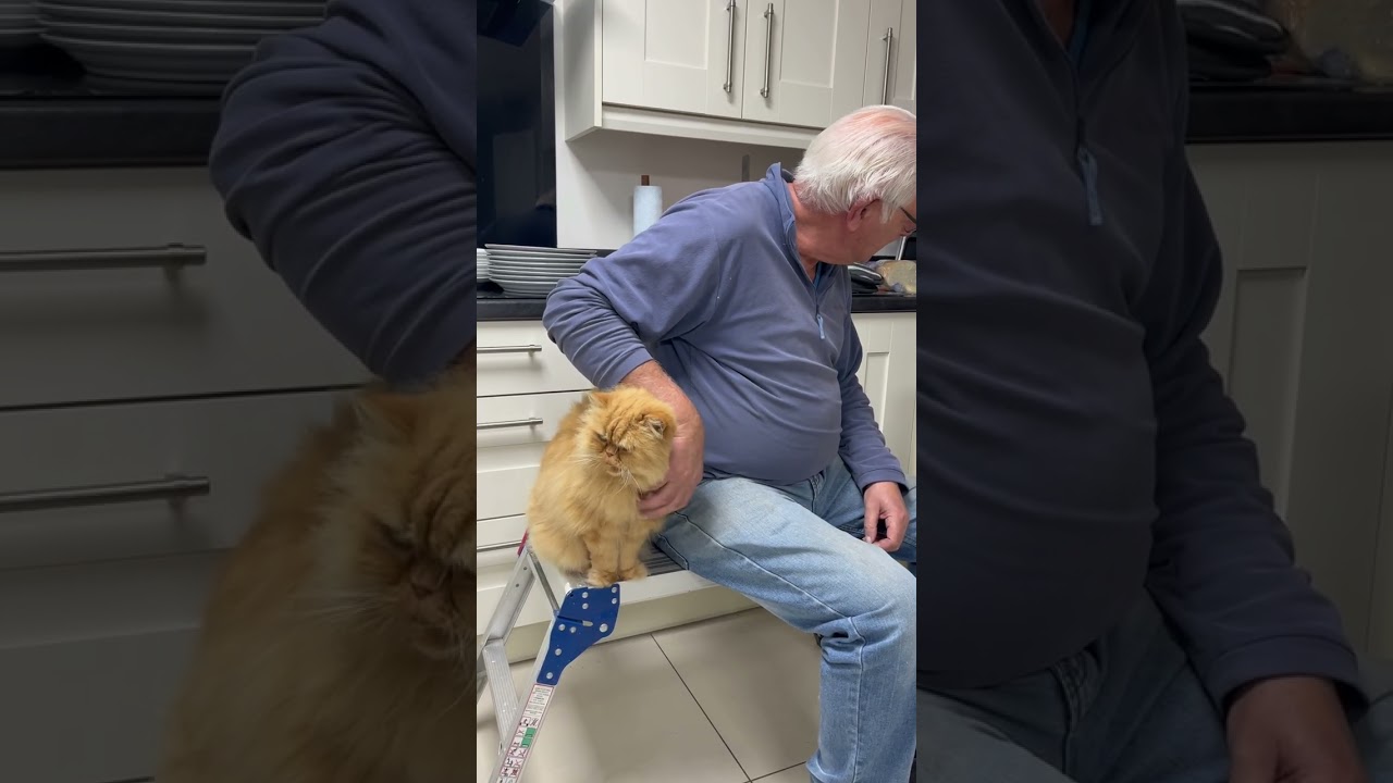 The boys are helping Catdad install a new oven!