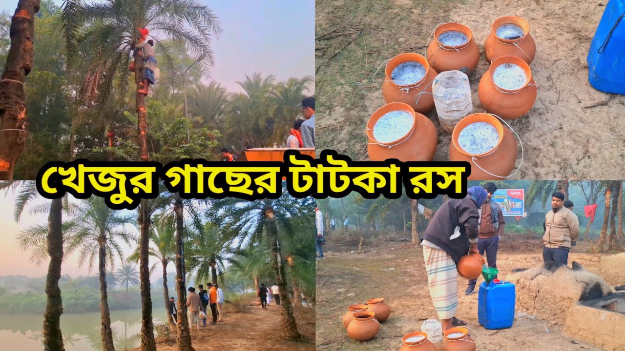 ৪০০+ খেজুর গাছের টাটকা রস | Fresh Juice From 400+ Date Palm Trees.